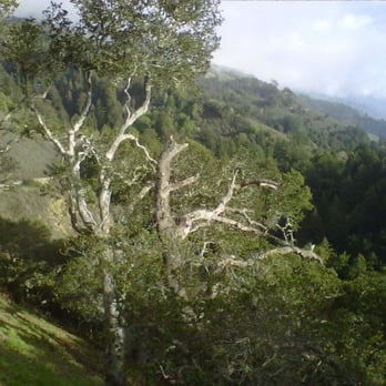 Nepenthe - New American Near Me - Big Sur, California Nepenthe - New American Near Me - Big Sur, California