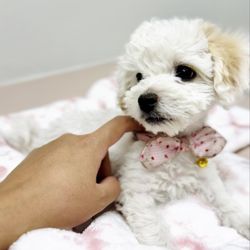 Sandy Hill Animal Clinic - Chloe patiently waiting.