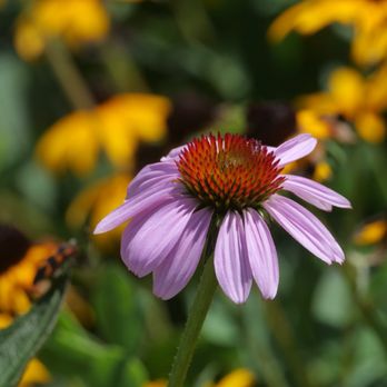 Stone Harbor Bird Sanctuary - Cone flowers and black eyed Susans near the main parking area on 3rd Avenue - Parks Near Me - Stone Harbor, New Jersey Stone Harbor Bird Sanctuary - Cone flowers and black eyed Susans near the main parking area on 3rd Avenue - Parks Near Me - Stone Harbor, New Jersey