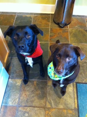 Hair Of The Dog Wash and Groom by null