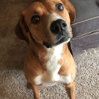 Indianapolis Animal Care Services - Animal Shelters Near Me - Indianapolis, Indiana