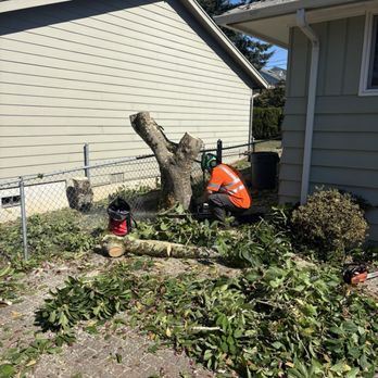 Integrity Tree Works - Tree Services Near Me - Newcastle, Washington Integrity Tree Works - Tree Services Near Me - Newcastle, Washington