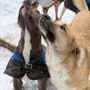 Photo of Doggie Detailing and Resort