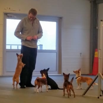 Södra Stockholms hundhall - Träningssugna hundar som väntar på det goda godiset som finns att köpa i caféet. - Cafes Near Me - Älta, Alberta Södra Stockholms hundhall - Träningssugna hundar som väntar på det goda godiset som finns att köpa i caféet. - Cafes Near Me - Älta, Alberta