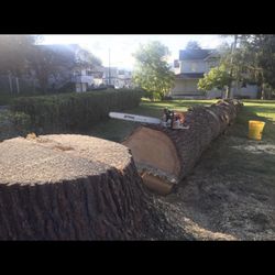 American ArborPro Professional Tree Service - American ArbroPro All Access Tree Services and Climbers