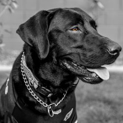 Furry Family Photography - Private shoot with "Doc"