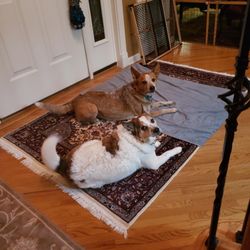 K9 Resorts - Happy kids just home from K-9!