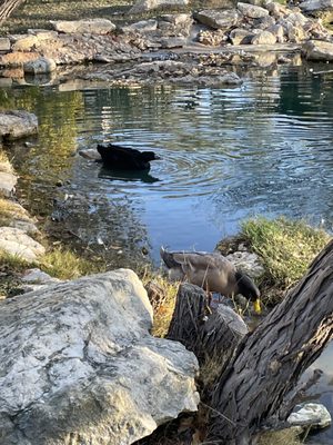 Barons CreekSide by null