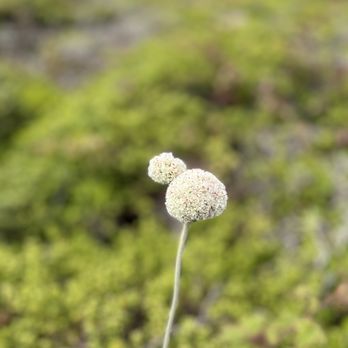 Pillar Point Bluff - Wildflowers - practicing my photography skills :) - Beaches Near Me - Moss Beach, California