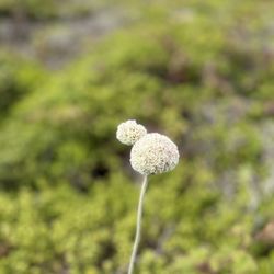 Pillar Point Bluff - Wildflowers - practicing my photography skills :)