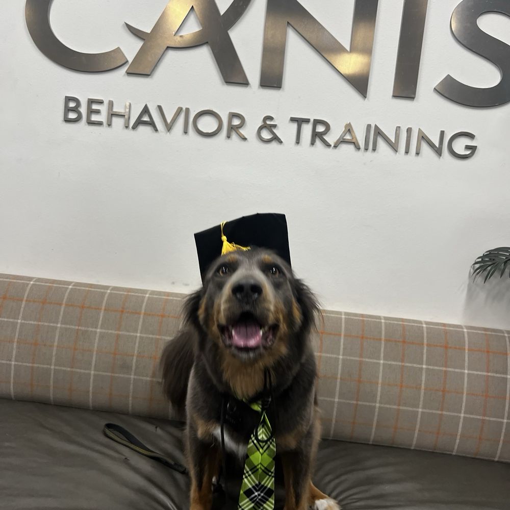 CANIS - Behavior and Training - Pet Training Near Me - Tarzana, California
