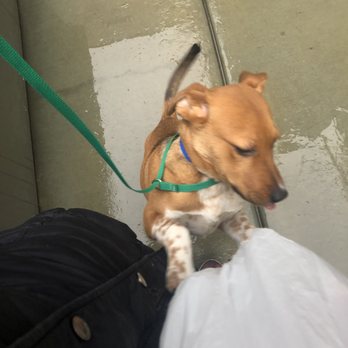 Anti-Cruelty - Animal Shelters Near Me - Chicago, Illinois