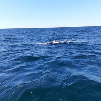 Cape Ann Whale Watch - Boat Charters Near Me - Gloucester, Massachusetts