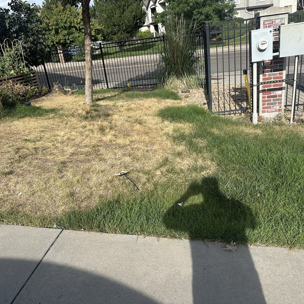 After a week of them treating mylawn After a week of them treating mylawn