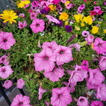 Banff Park Lodge - Many balconies had lovely flower boxes. - Hotels Near Me - Banff, Alberta