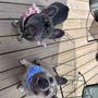 Photo of Bark Boulevard Grooming