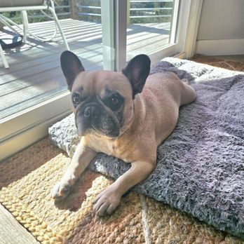Gen B Happy Paws - Pet Sitting Near Me