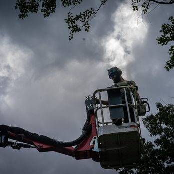 Alpine Tree Experts - Tree Services Near Me