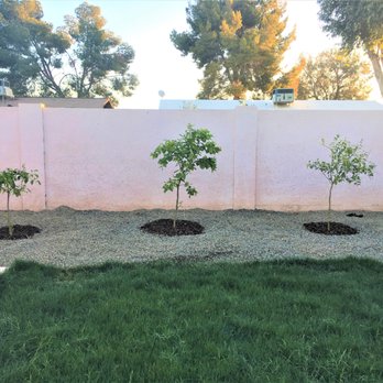 Moon Valley Nurseries - Tangelo, Arizona Sweet Orange, Lime - Nurseries & Gardening Near Me - Chandler, Arizona