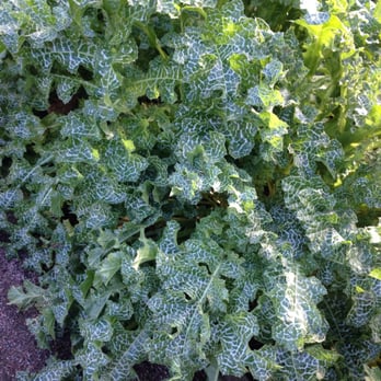 Linnéträdgården - Nurseries & Gardening Near Me - Uppsala, C