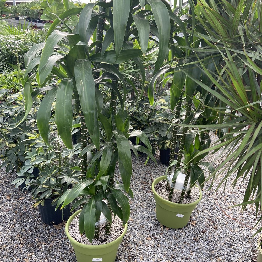 Sunshine Growers Nursery - Dreceana - Nurseries & Gardening Near Me - Eastvale, California