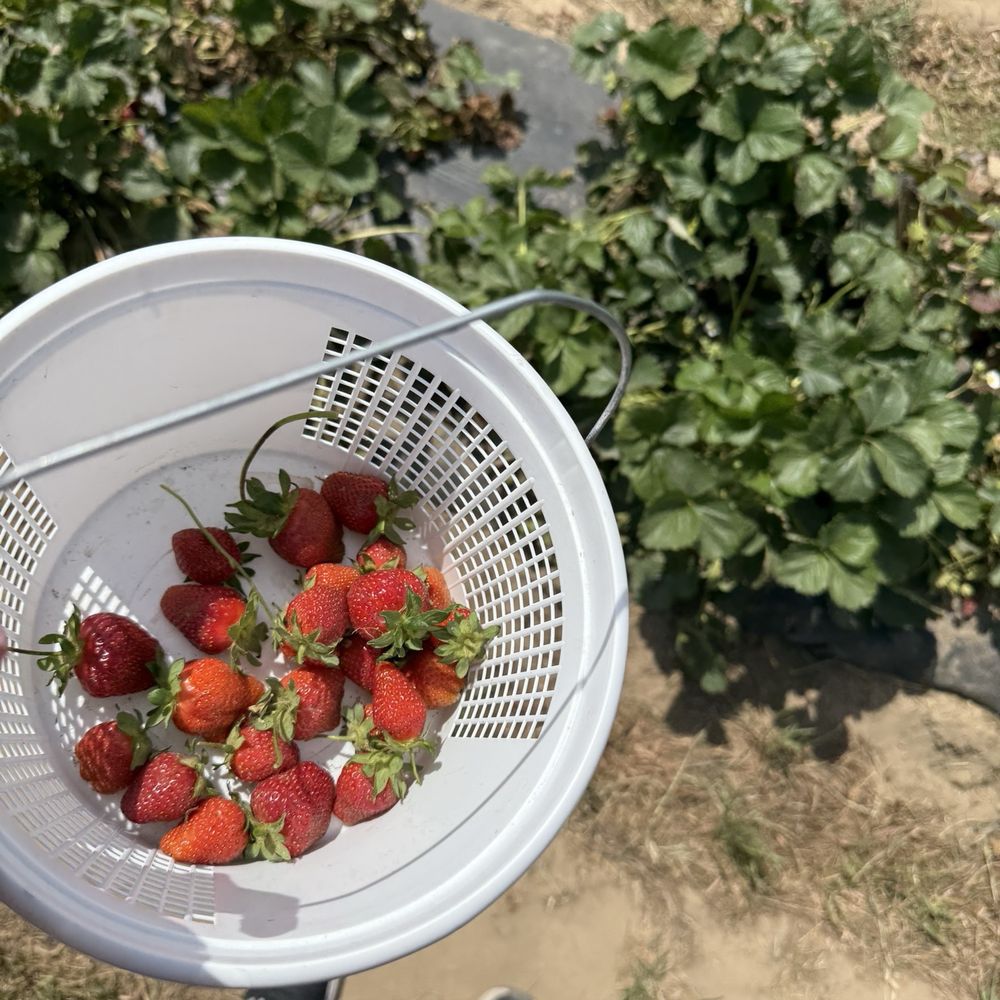 Hickory Ridge Farm - Farmers Market Near Me - Chesapeake, Virginia