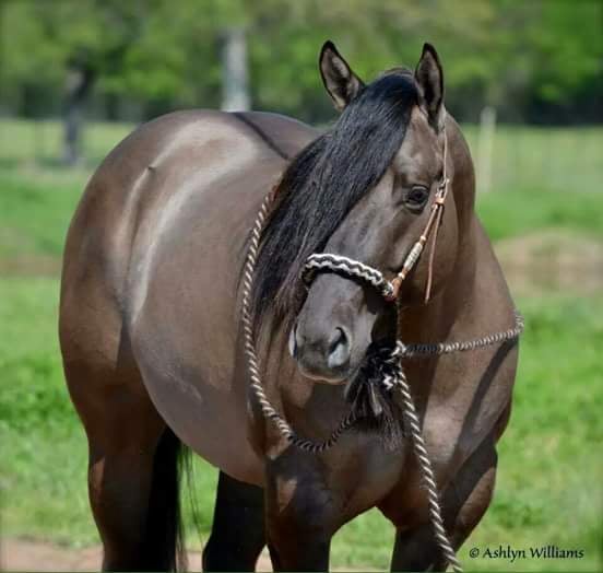WMW Quarter Horses - equestrian in Stevensville, MT