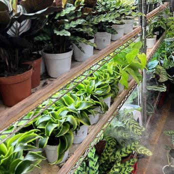 Rainbow - Nurseries & Gardening Near Me - Rosemead, California
