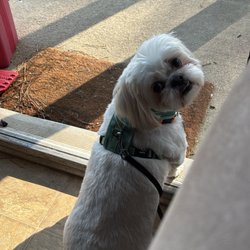 Pet Perfection - Peewee