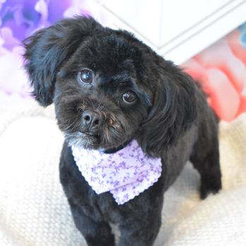 Barks & Bubbles Pet Salon - Pet Groomers Near Me - Vincentown, New Jersey Barks & Bubbles Pet Salon - Pet Groomers Near Me - Vincentown, New Jersey