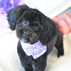 Barks & Bubbles Pet Salon