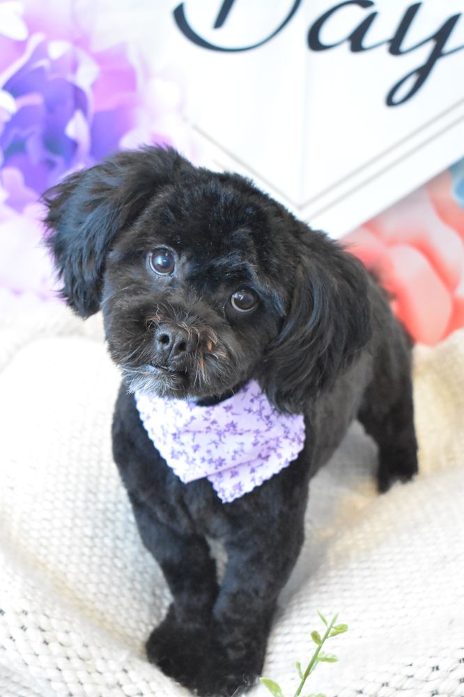 Barks & Bubbles Pet Salon Image