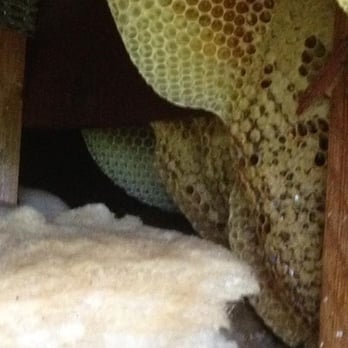 Natran Green Pest Control - Wonderful job on bee removal! Thank you Natran! - Pest Control Near Me - Houston, Texas Natran Green Pest Control - Wonderful job on bee removal! Thank you Natran! - Pest Control Near Me - Houston, Texas