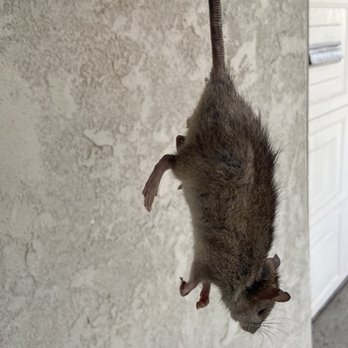 Brave Pest Solutions - Doing work - Pest Control Near Me