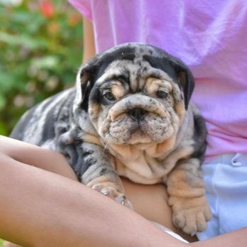The Gentlemen Bulldogs - MAJOR X MAMBA BABIES
- Health Certificate From Our Vet
- Shots UP To Date
- One Year Health Guarantee
- Microchip - Pet Breeders Near Me The Gentlemen Bulldogs - MAJOR X MAMBA BABIES
- Health Certificate From Our Vet
- Shots UP To Date
- One Year Health Guarantee
- Microchip - Pet Breeders Near Me