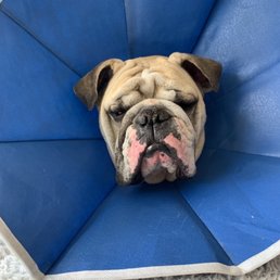 After a fun day at the vet After a fun day at the vet