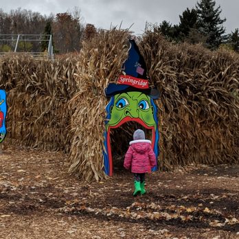 Springridge Farm - Corn maze - Farms Near Me - Milton, Ontario Springridge Farm - Corn maze - Farms Near Me - Milton, Ontario