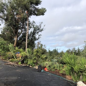 Clean Cut Tree Service - Tree removal - Tree Services Near Me Clean Cut Tree Service - Tree removal - Tree Services Near Me