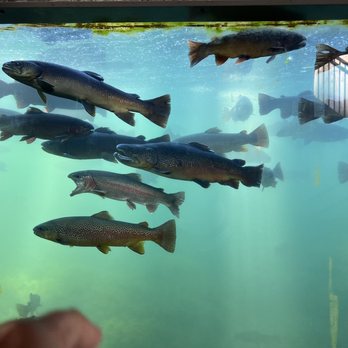 DC Booth Historic Fish Hatchery - The underwater viewing area - Museums Near Me - Spearfish, South Dakota DC Booth Historic Fish Hatchery - The underwater viewing area - Museums Near Me - Spearfish, South Dakota