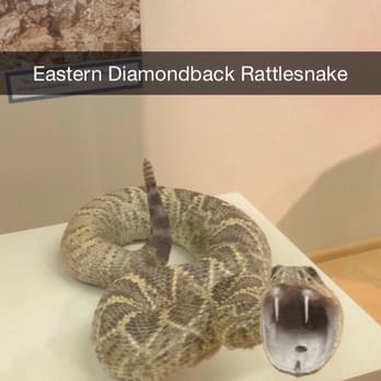 MSU Museum - We did a quick Google search to find out more about those epic fangs. - Museums Near Me - East Lansing, Michigan MSU Museum - We did a quick Google search to find out more about those epic fangs. - Museums Near Me - East Lansing, Michigan