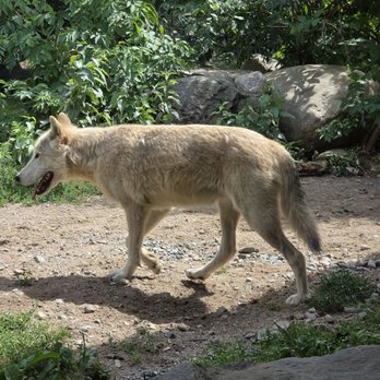 International Wolf Center - Wolf - Zoos Near Me - Ely, Minnesota International Wolf Center - Wolf - Zoos Near Me - Ely, Minnesota