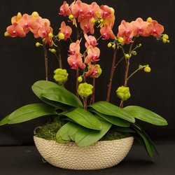 Zuma Orchids - Surf Song Arrangement