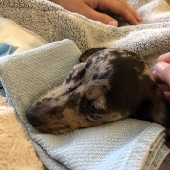 Frontier Pets - The last photo we took of Hades as we said goodbye because of parvovirus. Please do not buy here. - Pet Stores Near Me - Cheyenne, Wyoming