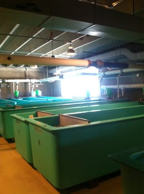 Bow Habitat Station & Sam Livingston Fish Hatchery by null