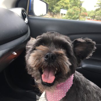 Fur Paws - Pet Groomers Near Me - Houston, Texas Fur Paws - Pet Groomers Near Me - Houston, Texas