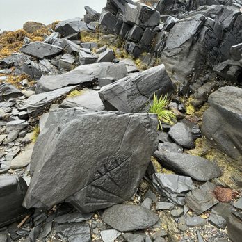 Petroglyph Beach State Historic Park - Fossilized fan shaped plant - Landmarks & Historical Buildings Near Me - Wrangell, Alaska