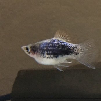 PetSmart - Pet Stores Near Me - North Las Vegas, Nevada