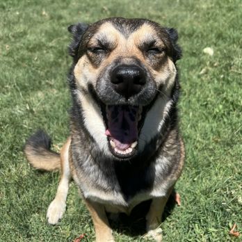 Irvine Animal Care Center - Rosie - Animal Shelters Near Me - Irvine, California Irvine Animal Care Center - Rosie - Animal Shelters Near Me - Irvine, California