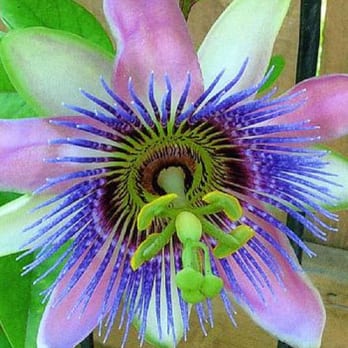 The Universal Mind 501c3 - passion flower... because passion is good at all levels of our being - Psychic Mediums Near Me - Roanoke, Virginia