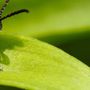 Photo of Angel Pest Control